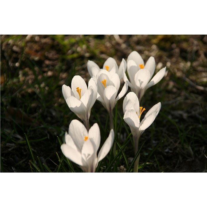 Crocus chrysanthus 'Ard Schenk' pergola